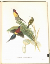 Exotische Vogel 24/24